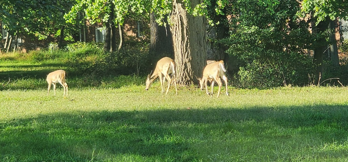 Regional Institute for Children and Adolescents - Baltimore - Photo 3